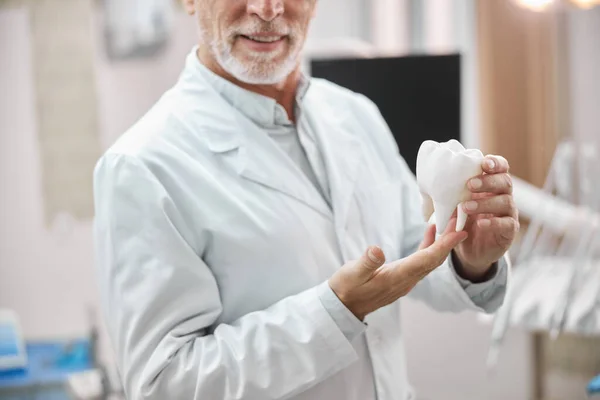 Especialista dental cualificado que sostiene una réplica de diente — Foto de Stock