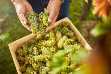Hasat makinesi dikkatli bir şekilde kutuda üzüm kümeleri depoluyor.