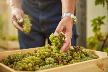 Üzüm bağı işçisi beyaz üzümleri bir kutuya koyar.