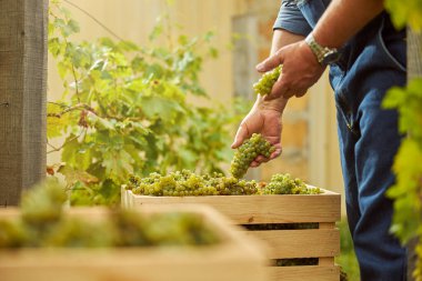 Çalışan adam beyaz üzümleri bir kutuya koyuyor.