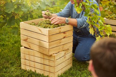Olgun üzümlerle dolu kutuların yanında çömelmiş hasatçılar.
