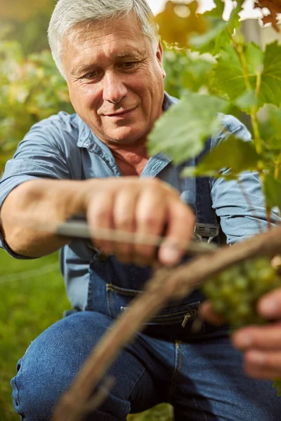 Joyful harvester hand-picking grapes from a grapevine — Stock fotografie