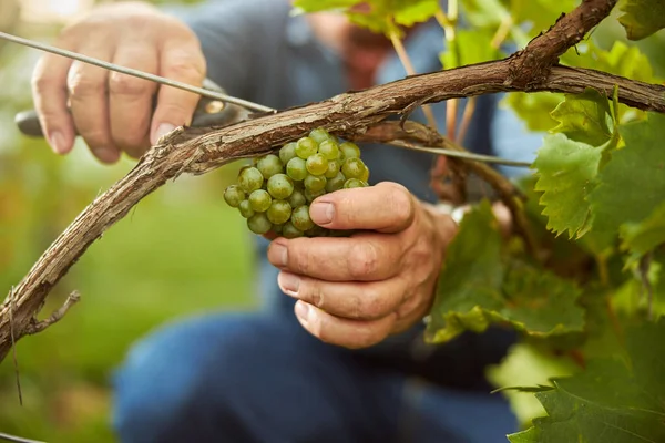 Виділений працівник вибирає білий виноград з винограду — стокове фото