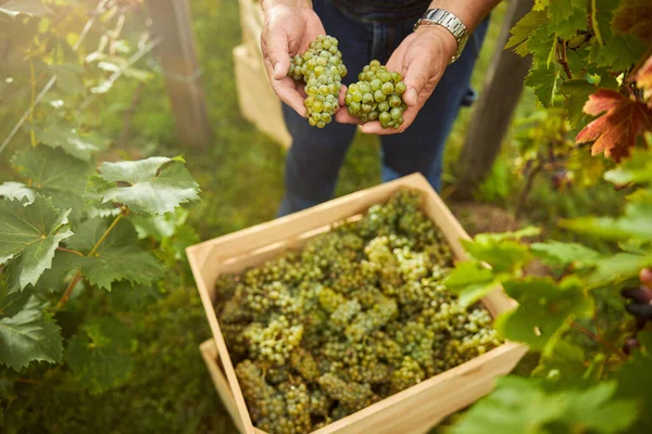 Vendemmia con due manciate di uva bianca — Foto Stock