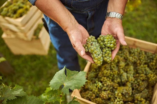 Agricoltore che tiene in mano grappoli d'uva maturi — Foto Stock