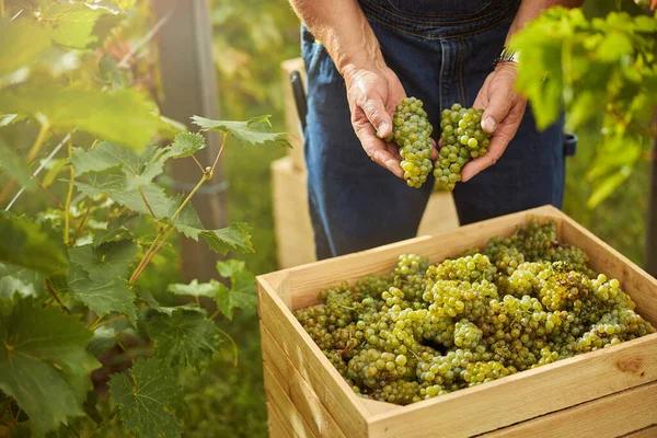 Vendemmia attenta mettendo l'uva in una scatola di legno — Foto Stock