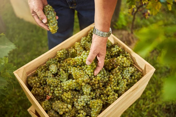 Operaio vigneto mettere l'uva in una scatola di legno — Foto Stock