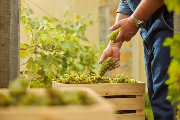 Çalışan adam beyaz üzümleri bir kutuya koyuyor.