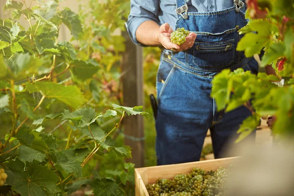 Agricultor masculino uivando um aglomerado de uvas brancas maduras — Fotografia de Stock