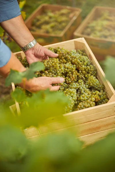 Persona che tocca un mazzo di grappoli d'uva maturi conservati in una scatola — Foto Stock