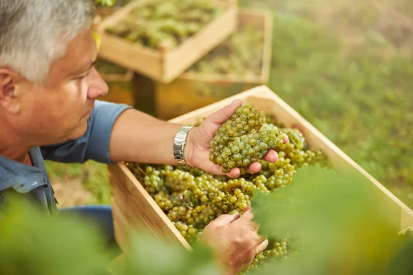 Üzüm bağı işçisi beyaz üzüm kutusuna bakıyor.