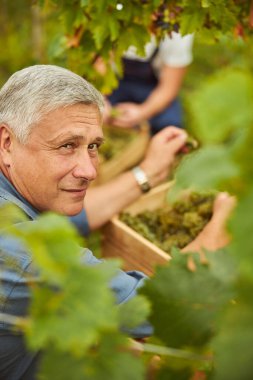 Üzüm hasadının ortasında deneyimli bir çiftçi.