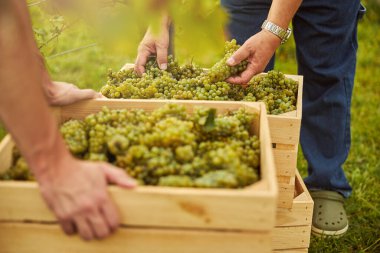 Hasatçılar, üzüm kümelerini düzgünce kutulara koyuyorlar.