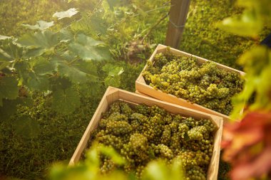 Yeşil üzüm bağında beyaz üzümlerle dolu ahşap kaplar.