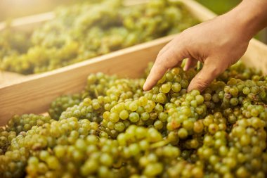 Tahta kutularda depolanmış olgun beyaz üzümler.