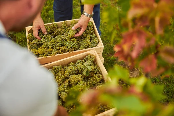 Vinodlare som omsorgsfullt lägger druvor i träbehållare — Stockfoto