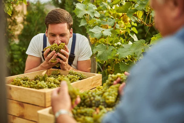 Ung manlig bonde som luktar en handfull mogna druvor — Stockfoto
