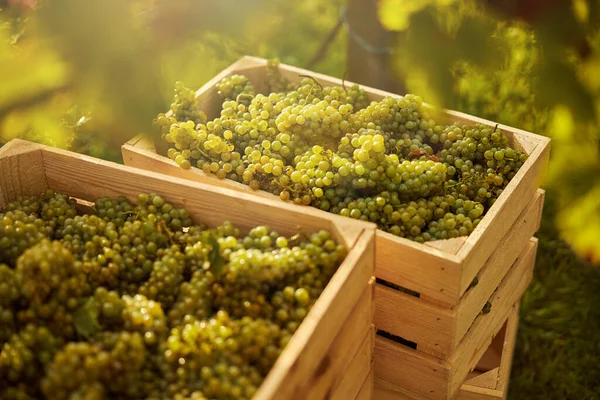 Tahta kutularda taze toplanmış beyaz üzümler.