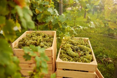 Üzüm bağından gelen üzümlerle dolu tahta kutular