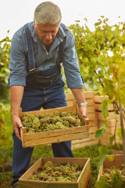 Üzüm bağında çalışan yaşlı adam üzümlü kutuları kaldırıyor.