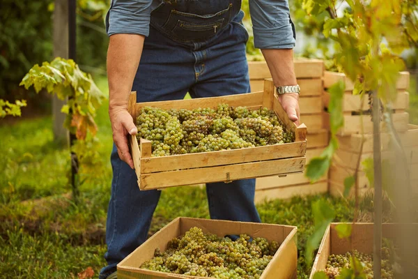 白ブドウのボックスを格納するブドウ畑の労働者 — ストック写真