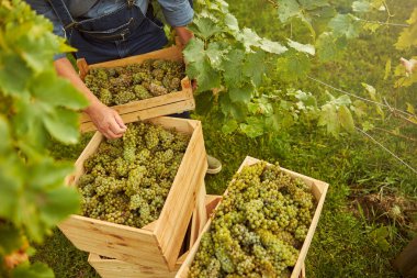Üzüm bağı işçisi olgunlaşmış üzümlerle dolu tahta sandıkları ayırıyor.