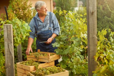 Elinde tabletle hasat edilen üzümlerinin yanında duran çalışkan bir çiftçi.