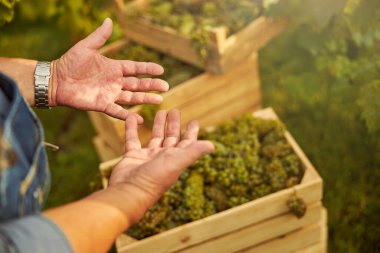 Üzüm bağı işçisi elleriyle bir kutu üzümü işaret ediyor.