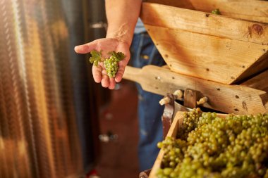 Bir insanın elinde olgunlaşmış beyaz üzüm kümesi