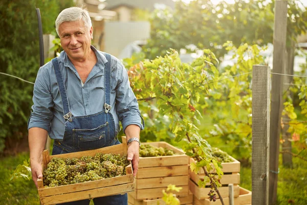 Colheitadeira gladsome carregando uma caixa de madeira com uvas frescas — Fotografia de Stock