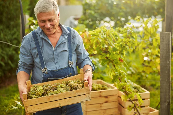 Glada pensionär tittar på en låda färska druvor — Stockfoto