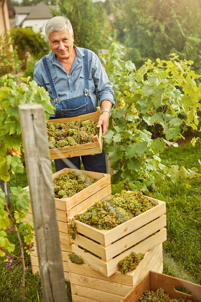 Ответственный пожилой фермер заботится о своем урожае винограда — стоковое фото