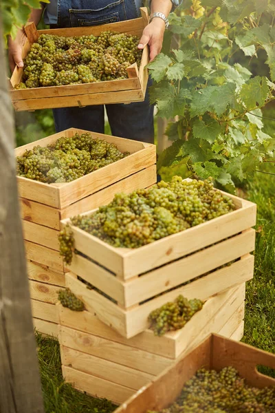 Vigneto contadino organizzare scatole piene di uva — Foto Stock