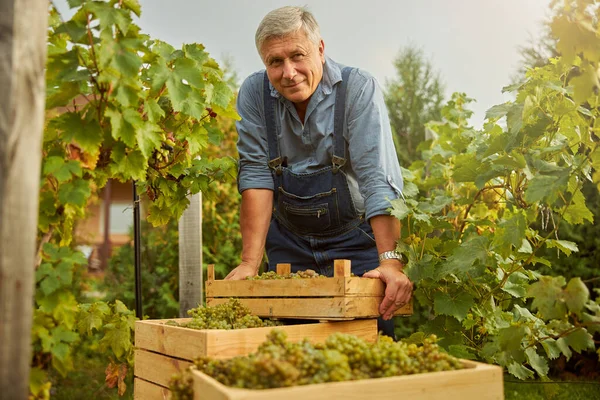 Starší občan stojící na vinici s krabicemi hroznů — Stock fotografie