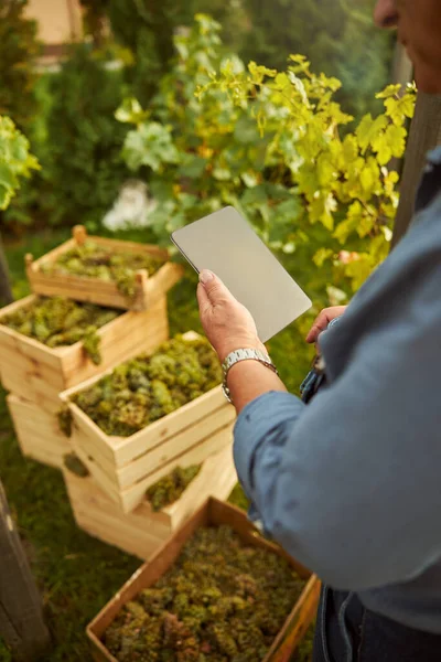 Продвинутый фермер с планшетом в винограднике — стоковое фото