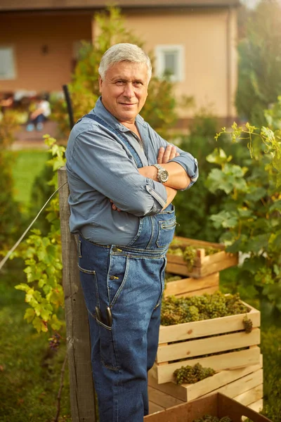 Радостный стареющий человек, позирующий в винограднике — стоковое фото