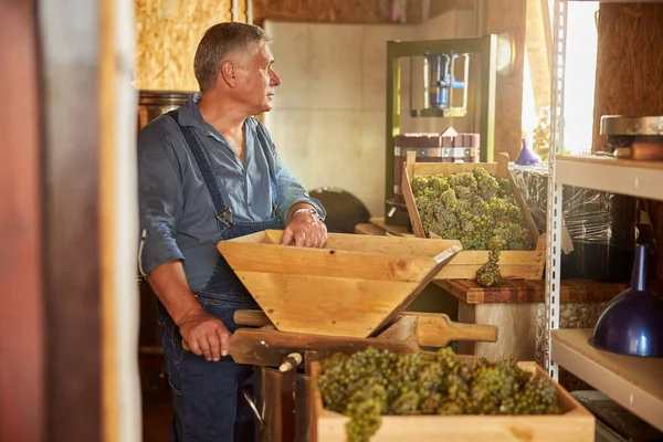 Enólogo experiente a montar triturador de uvas — Fotografia de Stock