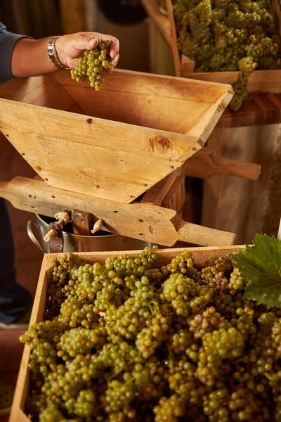 Vinificatore con attenzione caricando grappoli d'uva in una pressa — Foto Stock