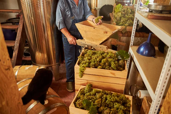 Skicklig vinmakare sätta druvor i en press — Stockfoto