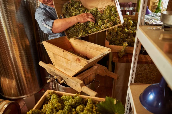 Starší vinař nakládající bílé hrozny do drtiče — Stock fotografie
