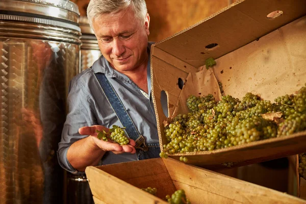 Åldrande vinarbetare med ett kluster av vita druvor — Stockfoto