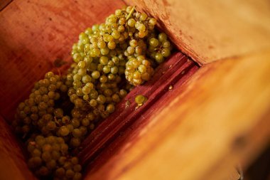 Beyaz üzüm kümeleri ezicinin içinden geçiyor.