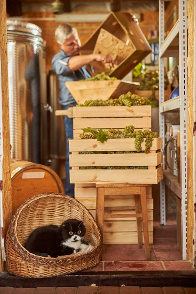 Envelhecimento homem trabalhando na adega com seu gato — Fotografia de Stock