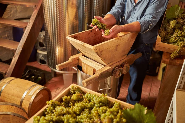 Operaio vinicolo qualificato che frantuma uve bianche per il vino — Foto Stock