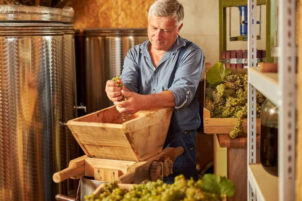 Enólogo senior triturando uvas blancas para vino futuro — Foto de Stock