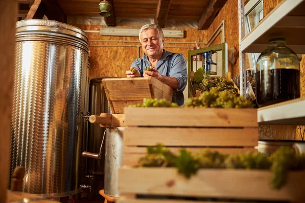 Enólogo envejecido que clasifica las uvas maduras para la elaboración del vino — Foto de Stock