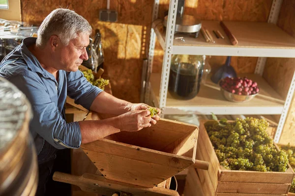 Tercera edad comprobando la calidad de las uvas en la bodega — Foto de Stock