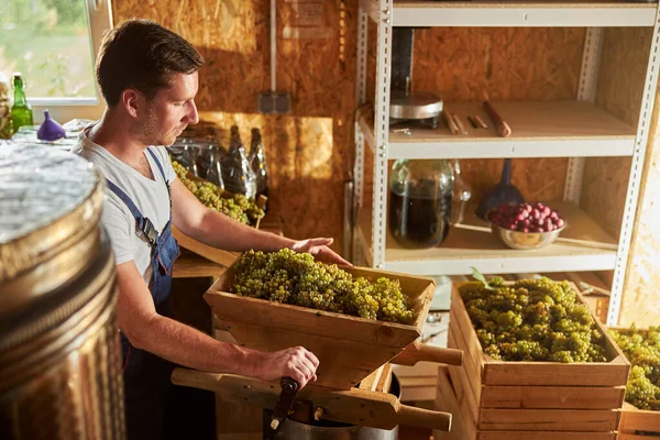 Joven responsable trabajando con uvas en la bodega — Foto de Stock