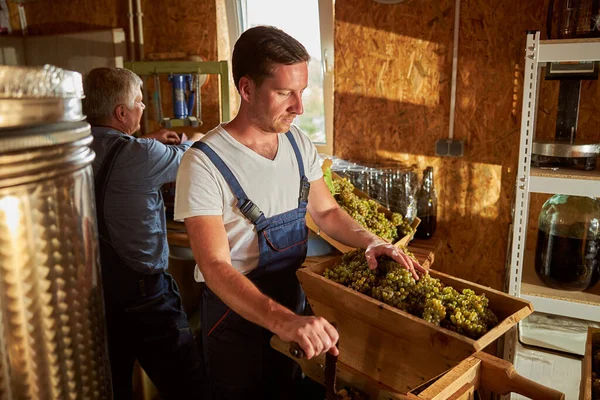 Bello giovane viticoltore spremitura succo di uva — Foto Stock