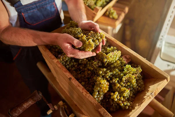 Pozorný vinař kontroluje kvalitu hroznů — Stock fotografie